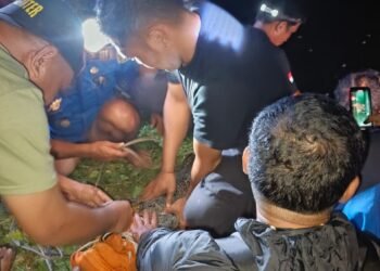 Buaya Meresahkan di Desa Lawallu Berhasil Dievakuasi Tim Damkar Barru